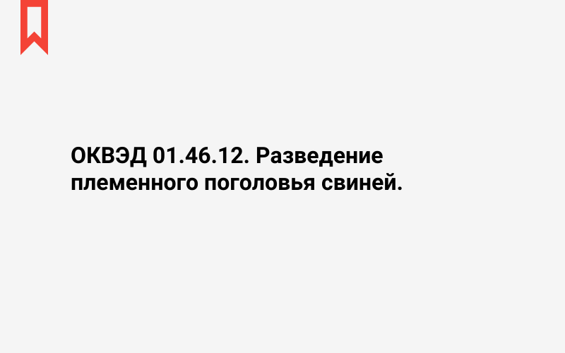 Изображение: Разведение племенного поголовья свиней