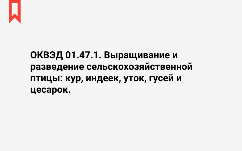 Изображение: Выращивание и разведение сельскохозяйственной птицы: кур, индеек, уток, гусей и цесарок